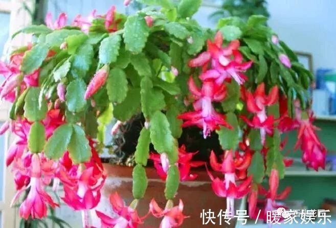 浇灌|花卉盆栽“喝点酒”,不黄叶、不烂根,越长越旺,叶子绿、开花多