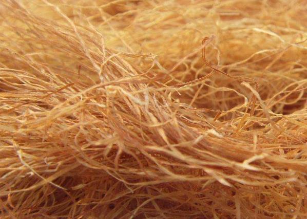 保护心脏|玉米须泡水里常喝，对身体有什么好处？玉米须用干的还是湿的？