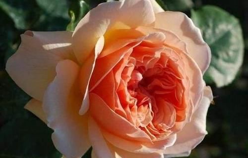 分享11款耐热的月季品种，夏季开花时，花量大，花型好，花色艳