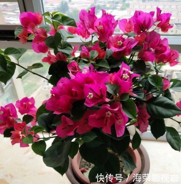 侧芽|修剪三角梅，记住“3字口诀”，侧芽多，花苞多，开花爆盆很简单