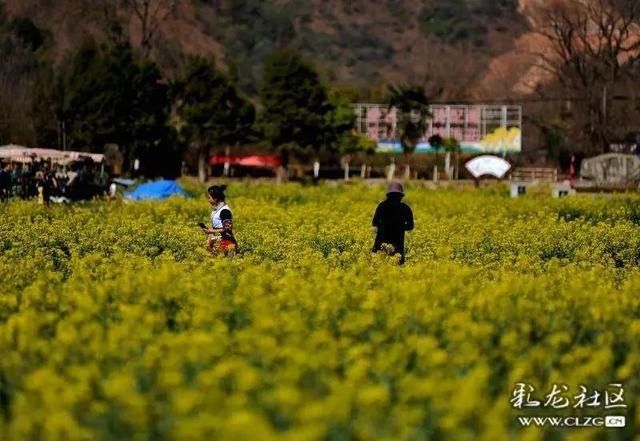 春天已“到货”！安宁万亩油菜花开啦|周末去哪儿 | 老年