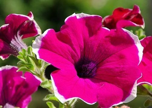 最适合春天养护的几种花,养上一盆四季欣赏,花香四溢,满室生香