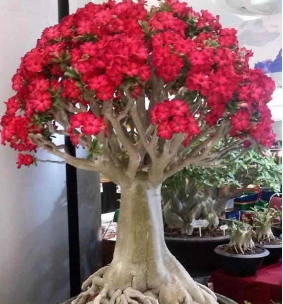 它号称“最美花树”,轻易“旱不死”,越晒越“旺”,四季常青