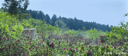 做一桌玫瑰,送给我最爱的你们~