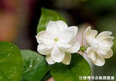 养花|茉莉花这样养不爆盆都难,15年养花老手亲自传授4招,一个月爆盆