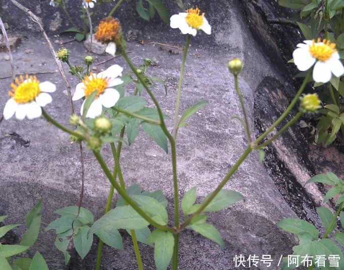 名字|农村不起眼的野菜,名字有点难听,其实是一种美味野菜