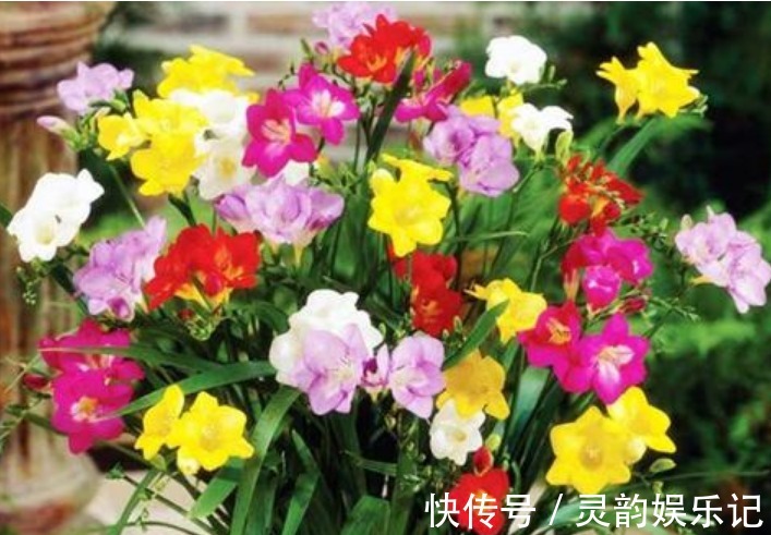 家里就养3种“女神花”，名字好听，开更美，开花漂亮上档次！