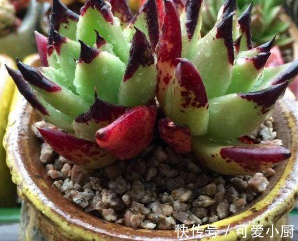 你家的多肉植物只长高,不长胖,这样浇水后,多肉胖嘟嘟