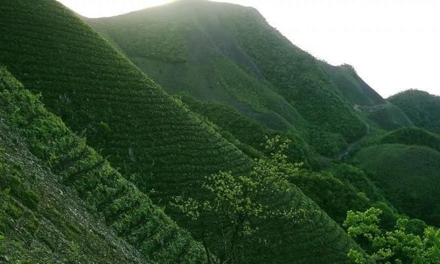 黑茶|芙蓉山，湘中第一文化名山，安化的母亲山