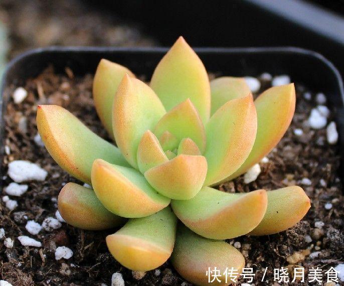 冬季买多肉，满足4个条件，“服盆”快容易出状态