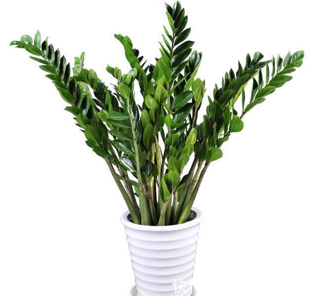 金钱树养植过程中注意几点