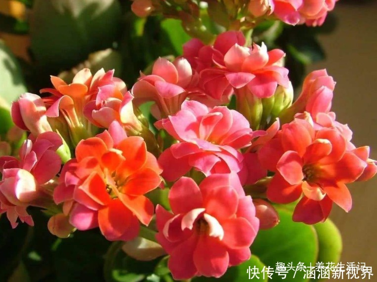 土壤|长寿花“浇水”方法,学会后根系不腐烂,生长状态好!