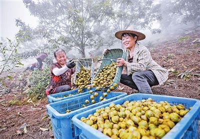 农场|白露到，山核桃开采咯！