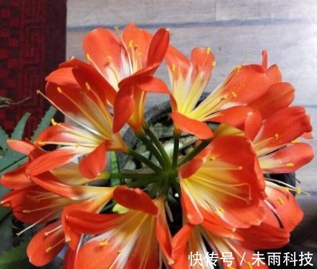 饼肥|家里养君子兰，一个施肥小技巧，叶片长得又厚又大，花开得非常多