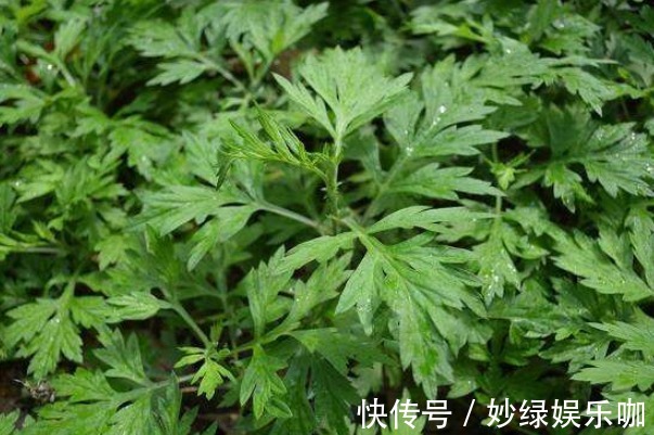 鼠尾草|养花不如养“草”，家里随便养一种，蚊香不用点，一觉睡到自然醒