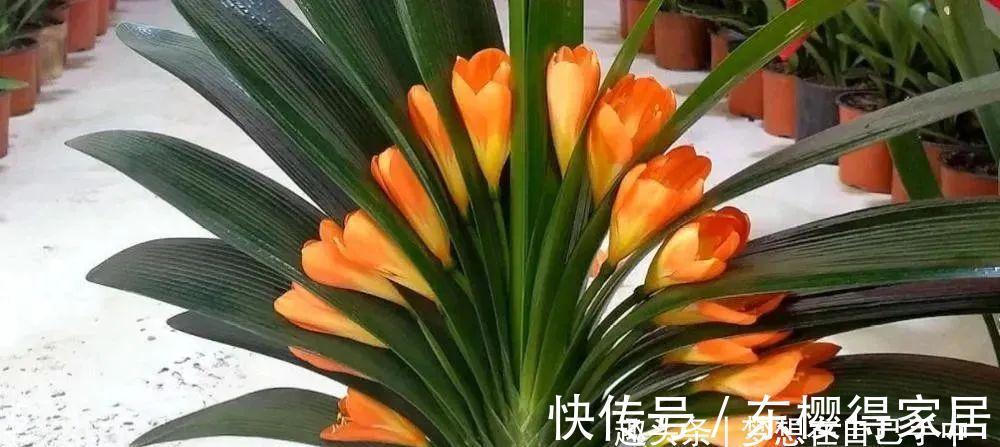 君子兰|九月养君子兰,三个位置补点水,“新叶稠密”单次绽放上百朵!