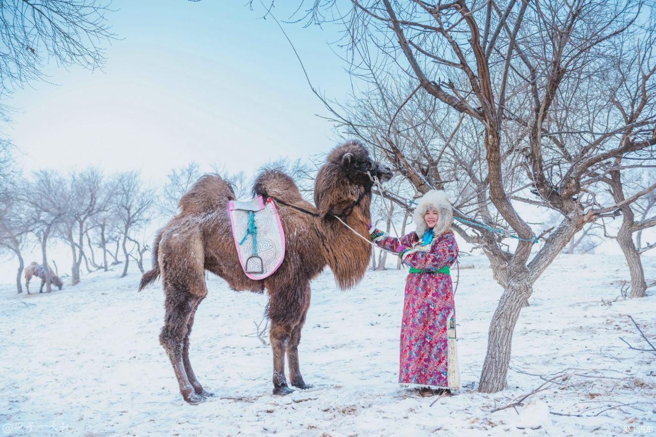 骆驼|屁股在冰雪草原骑开了花，但这里的空气是甜的