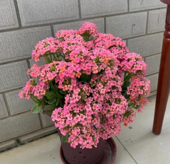 十月养长寿花,掌握4个要点,茎秆粗壮长势好,开花一茬接一茬