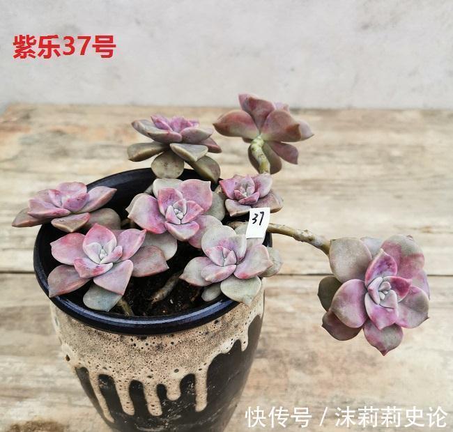 巧克力|多肉植物好养活的几个品种,菲欧娜这个季节还能有粉紫色很美