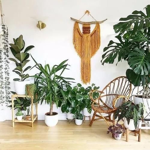 在阴凉处适合养的几种植物,养花盆里和养树荫下有啥区别?