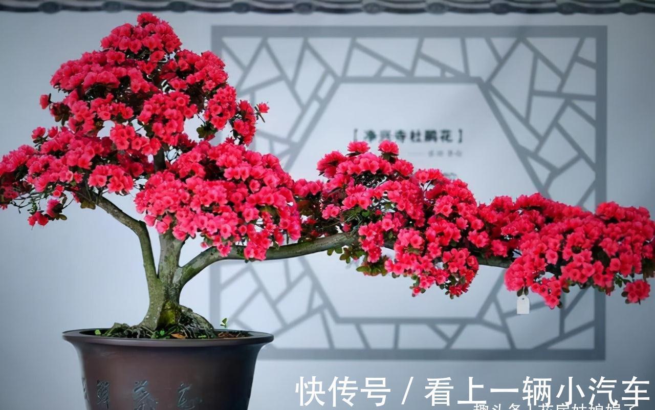 花期|这6种花在阳台很好养,只要有阳光就特别旺盛,花期长颜值还很高