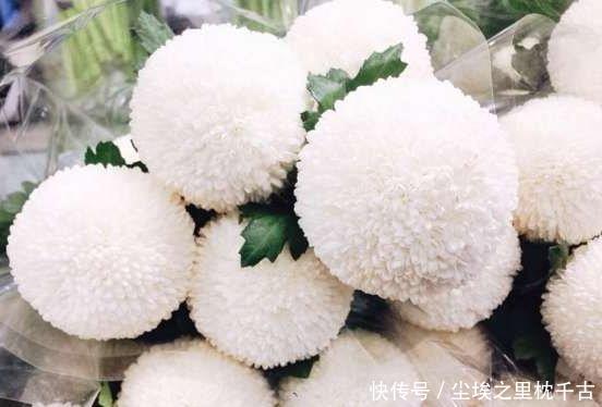 送蓝色妖姬 太out了 现在都流行送这样的白菊花 快资讯 送蓝色妖姬 太out了 现在都流行送这样的白菊花 快资讯