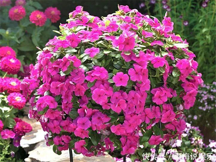 木槿|急性子养的6种花,长的快、爆花多,1盆能开大半年!