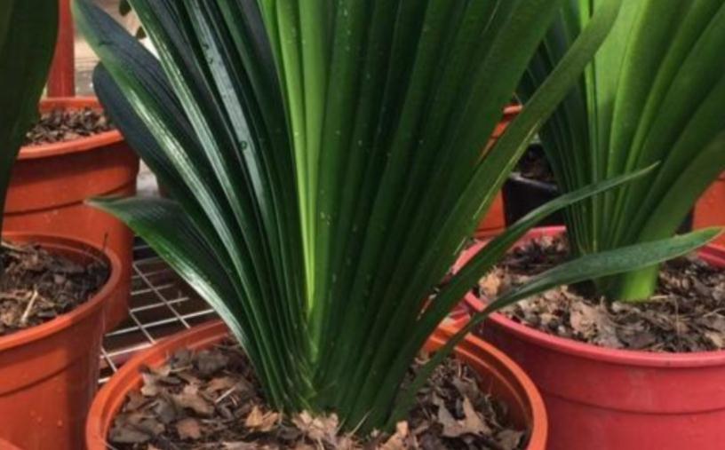 土壤|这些没人要的小东西,一遇上养花人,抢着带回家