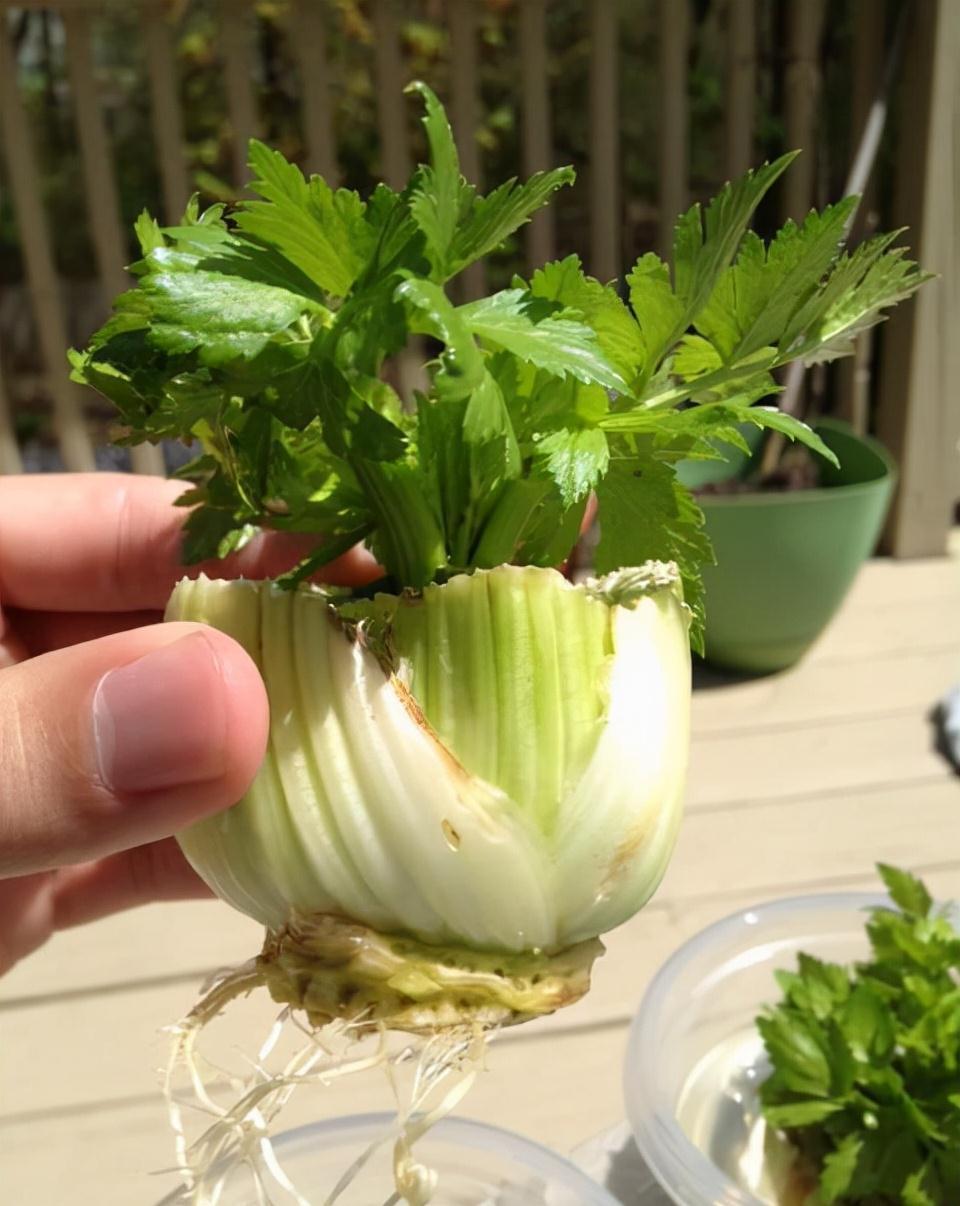 种植|5种“菜根”别扔,插进花盆,浇浇水,半个月长成“小菜园”