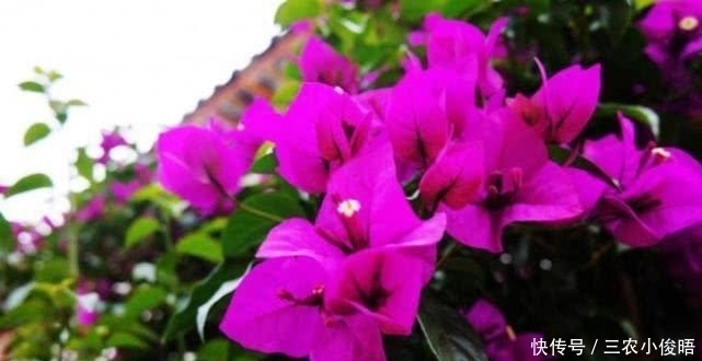 为什么三角梅不开花, 知道这几点, 就不会糊涂了