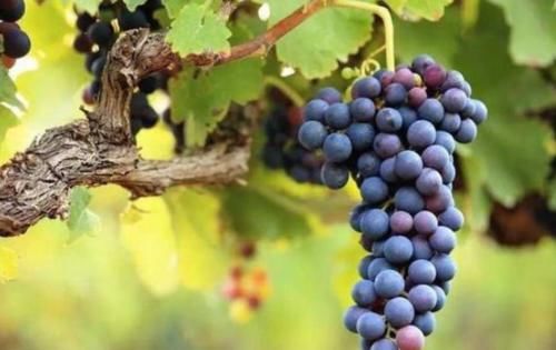 营养|建议每天可以多吃3种食物，营养丰富，滋润肌肤，早吃早受益！