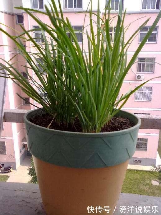 盆栽韭菜怎么养土里加点“料”，叶子宽又绿，采收一茬又一茬