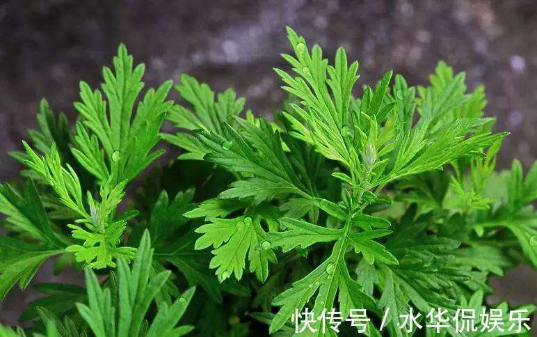 艾香|千古第一草,在古代可以防止瘟疫,如今只要会用,也能保护健康