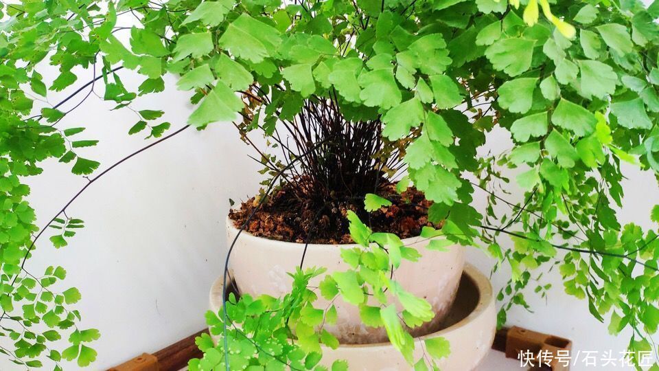 都说冬天要“少浇水”，家里有“4种花”要勤浇水，预防黄叶