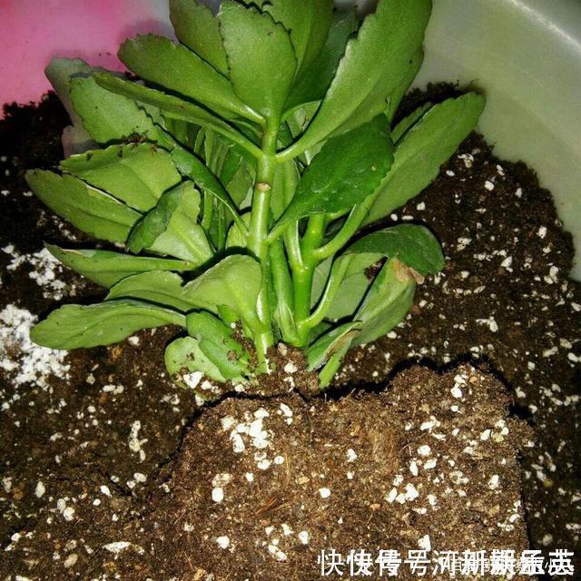 养护|路上遇这“三种花”马上挖回家，遇水易疯长，古代大户人家最爱养