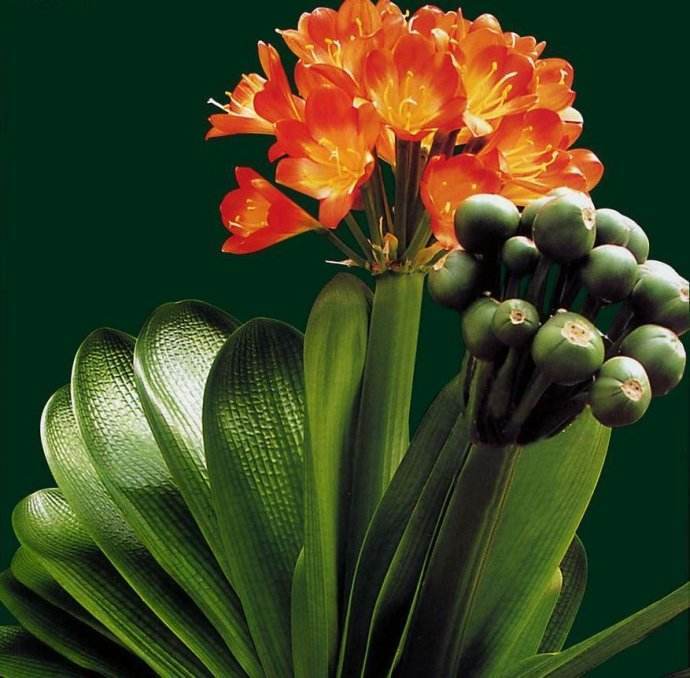 君子兰活到30年，叶片长到2米高，花朵千百簇，变成“传家宝”