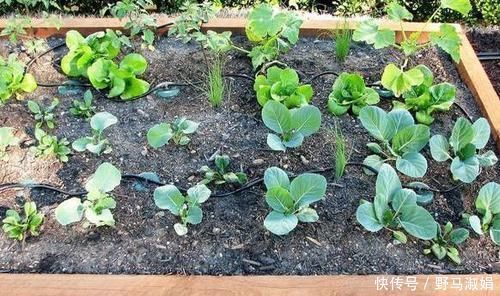 黄叶|想要酸性土养花该怎么弄兑点它们，喜酸植物不再黄叶掉花苞