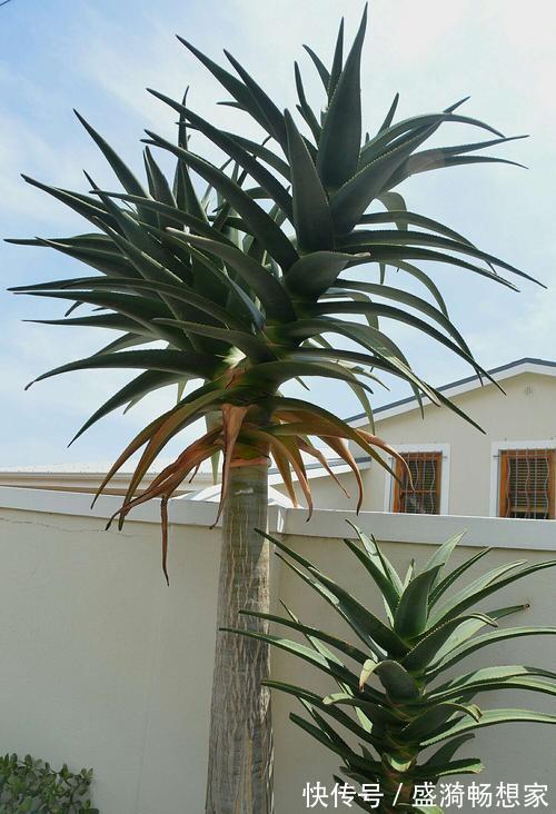 叶片|5种“漂亮花”,从来不生虫,家里干净卫生,花开不断,真省心