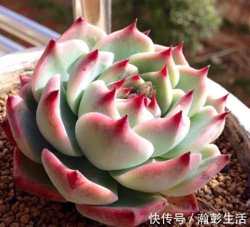 积水|这种多肉超耐旱,一个月不浇水,反而胖成肉墩子