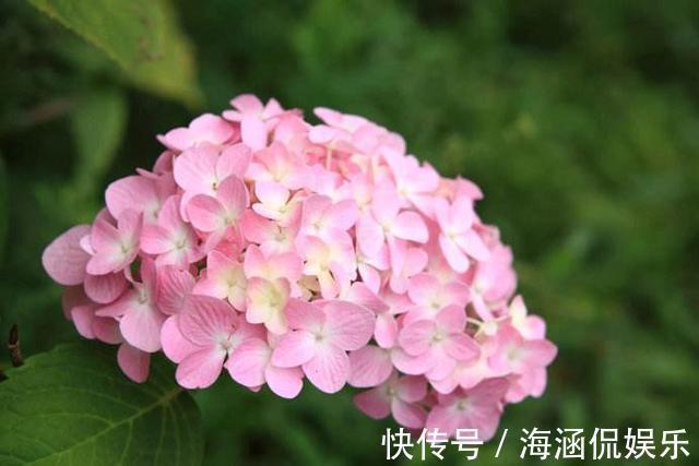 无尽夏|秋天绣球花要修剪吗了解开花方式很重要，做对了明年轻松爆盆