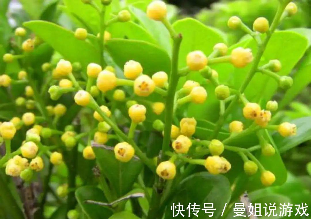 米兰这么养,疯狂冒新叶,开花香又多