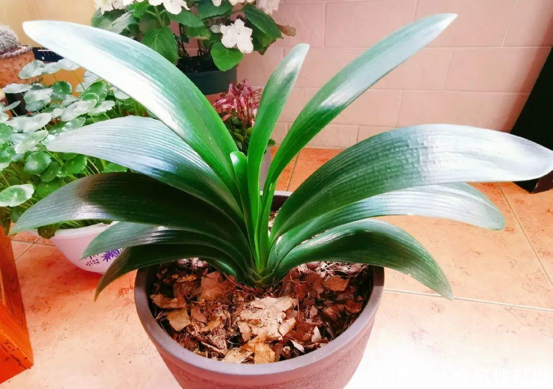 超级耐旱花,整个冬天不浇水,还能胖一圈!