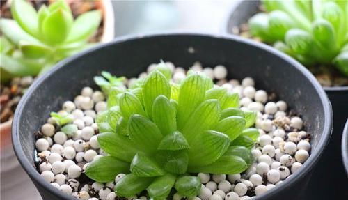  品种|养多肉避免4个错误，不管多刁钻品种，都能养出好状态，枝繁叶茂