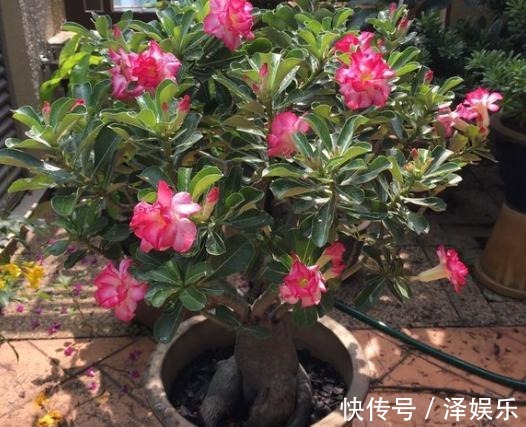 想让沙漠玫瑰开花“强”,关键“肥料”不能停,花期延长,一直开