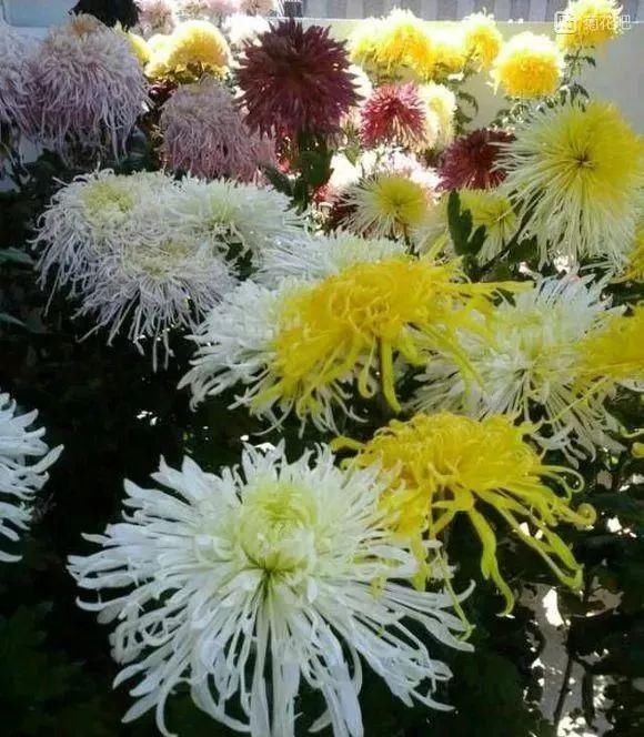 深受古人喜爱的10种花草，每种都历史悠久