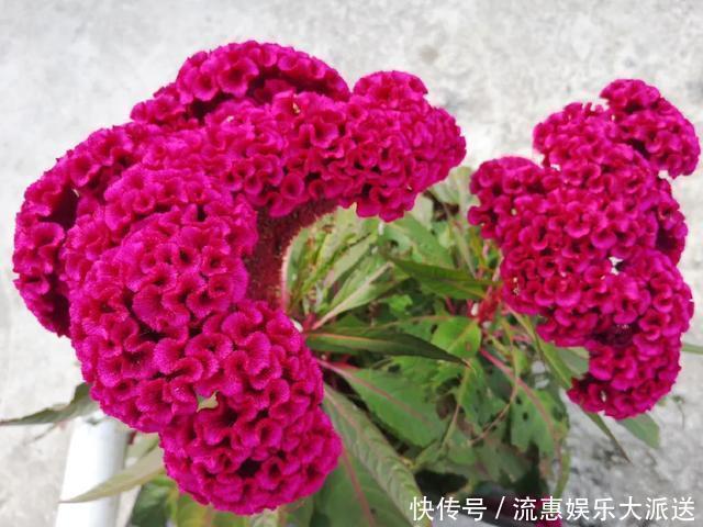 真正的花坚强，墙缝、地缝都能长，开花特别旺！