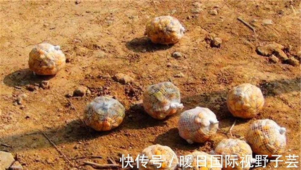 夏季|夏季野钓,遇上杂鱼疯狂闹窝,你会如何处理?是收杆还是继续守?