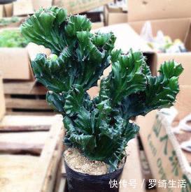 玉麒麟|3种被人误会的“丑花”,霸气侧漏寓意好,镇宅招财又平安