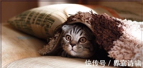 颈部|失眠、睡不好?枕头里面加一点“它”,安神助眠,让你一觉到天亮