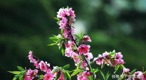 桃花|白居易一首桃花诗,表面上写花,实际上讲自己,读一次心疼一次